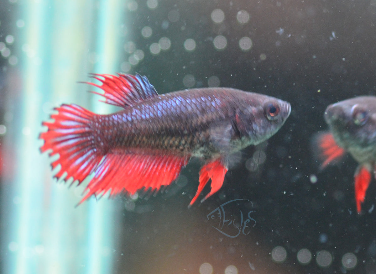 Bi-Colour Crowntail Female