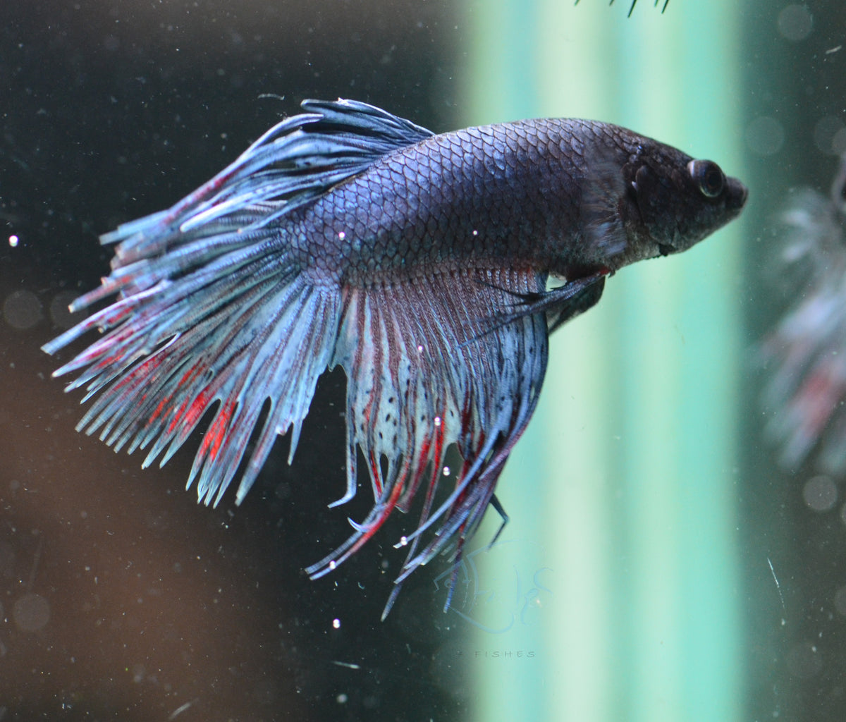 Steel Crowntail Male