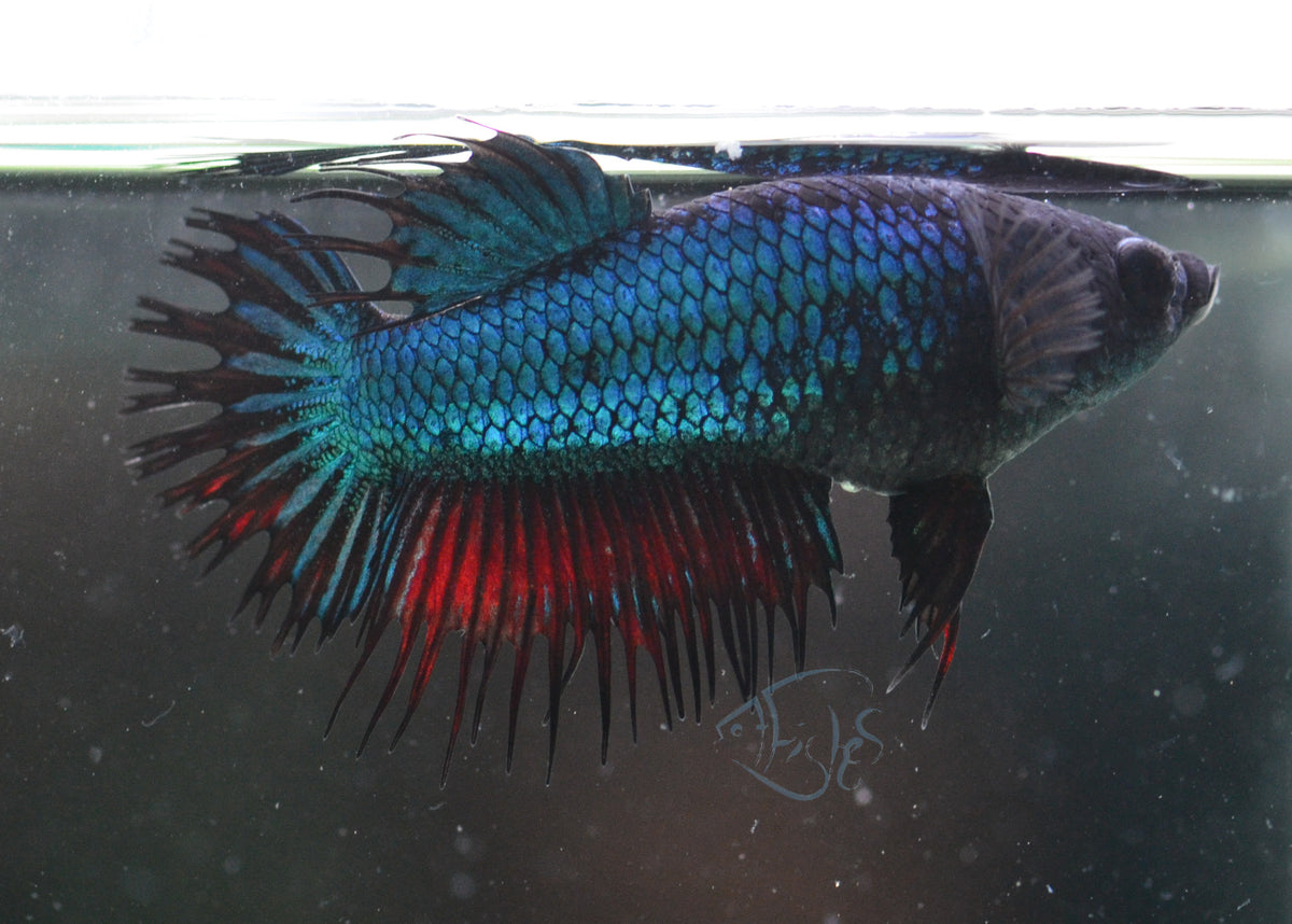 Blue Black Crowntail Female