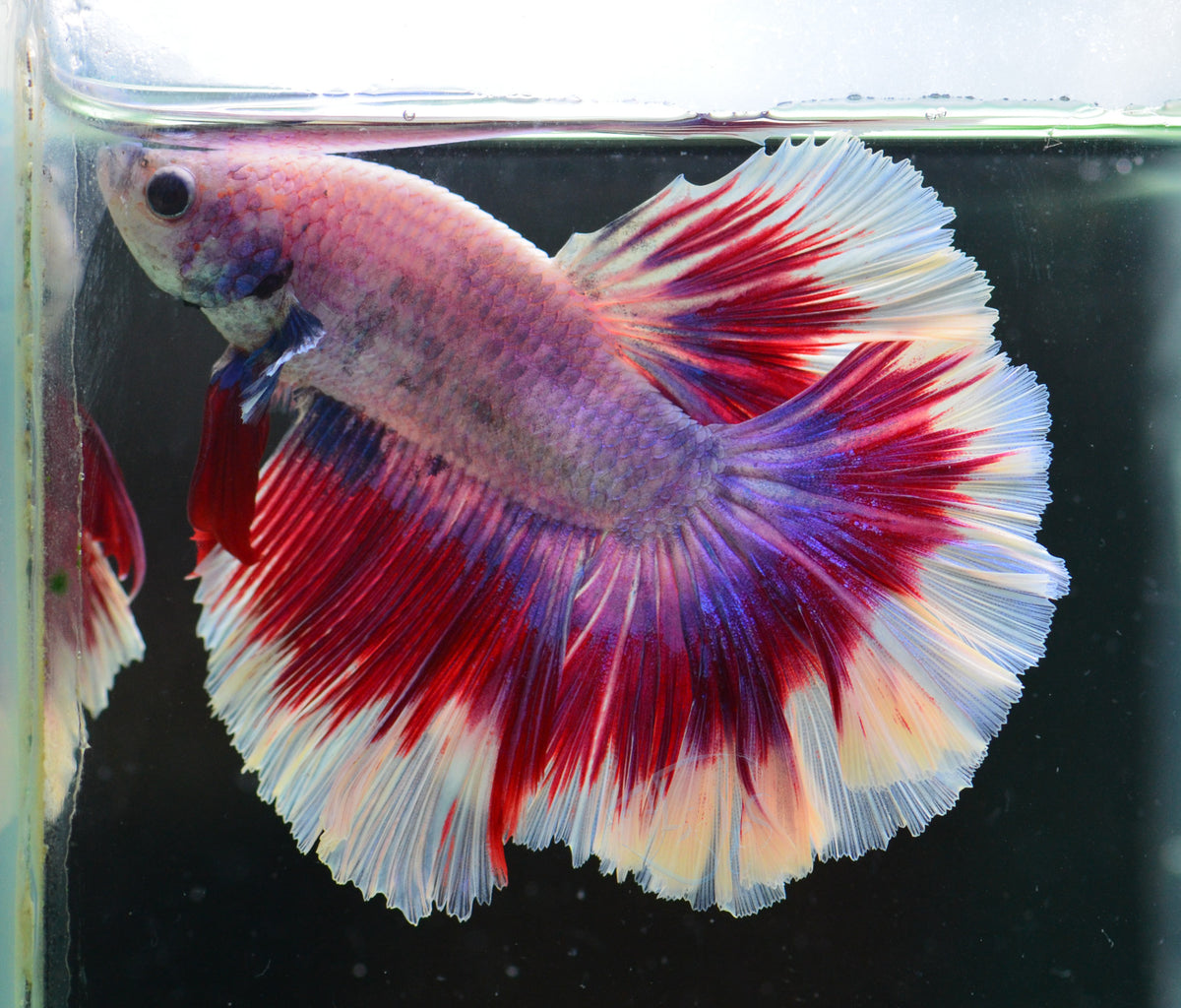 Purple Butterfly Halfmoon Male