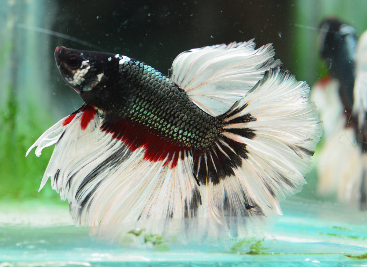 Black Butterfly Halfmoon Male
