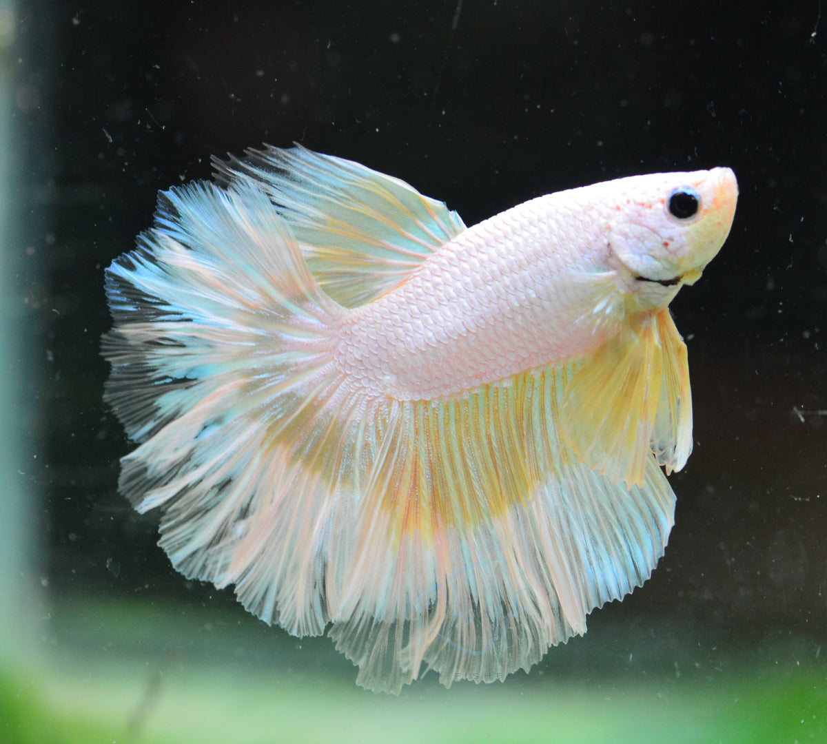 Platinum Yellow Butterfly Rosetail Male