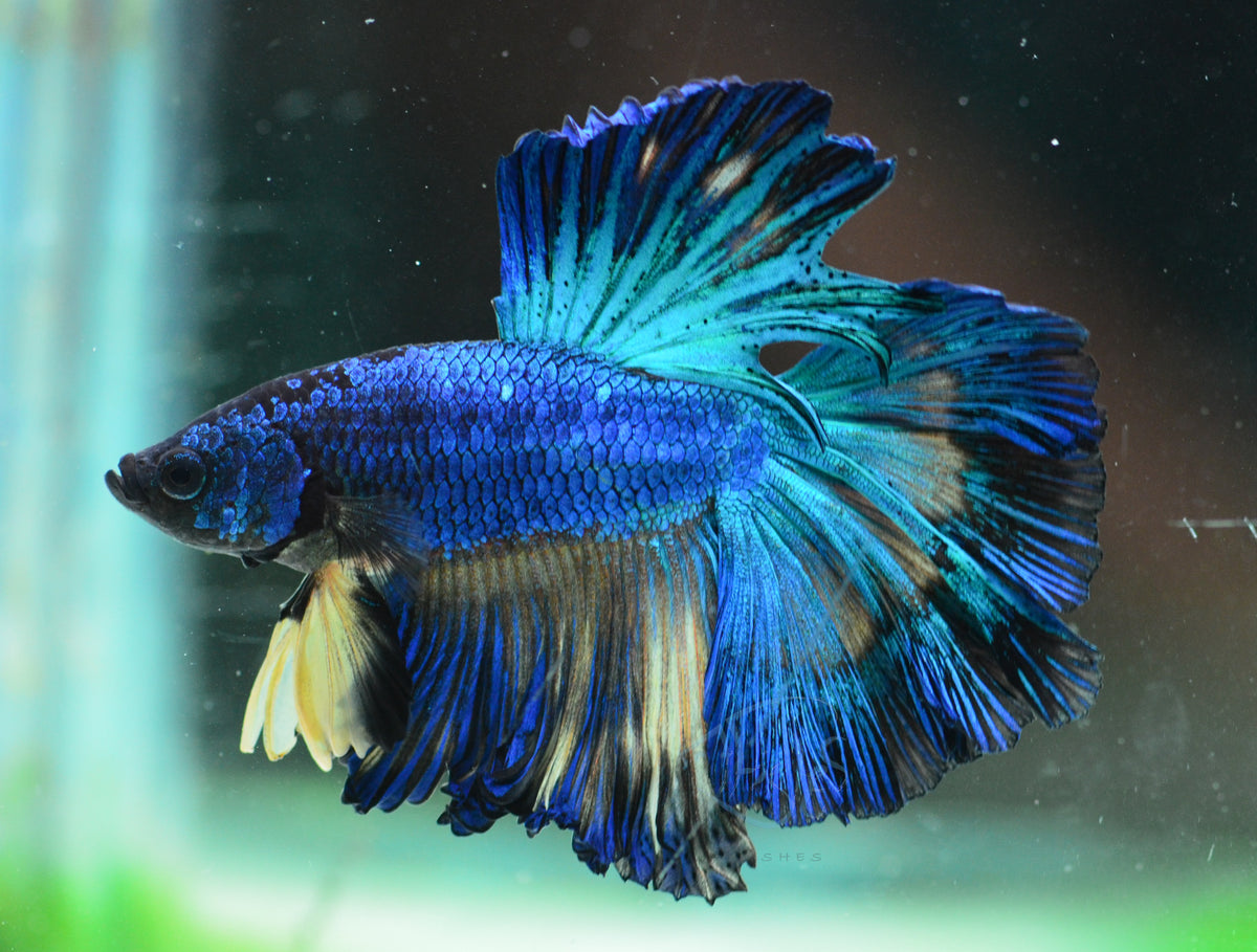 Turquoise Rosetail Male
