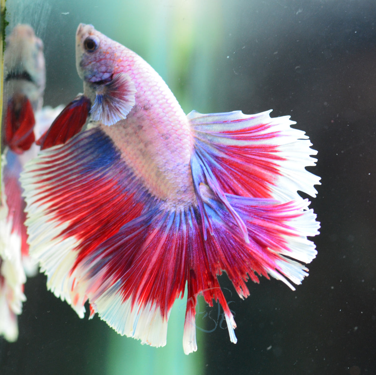 Purple Butterfly Halfmoon Male