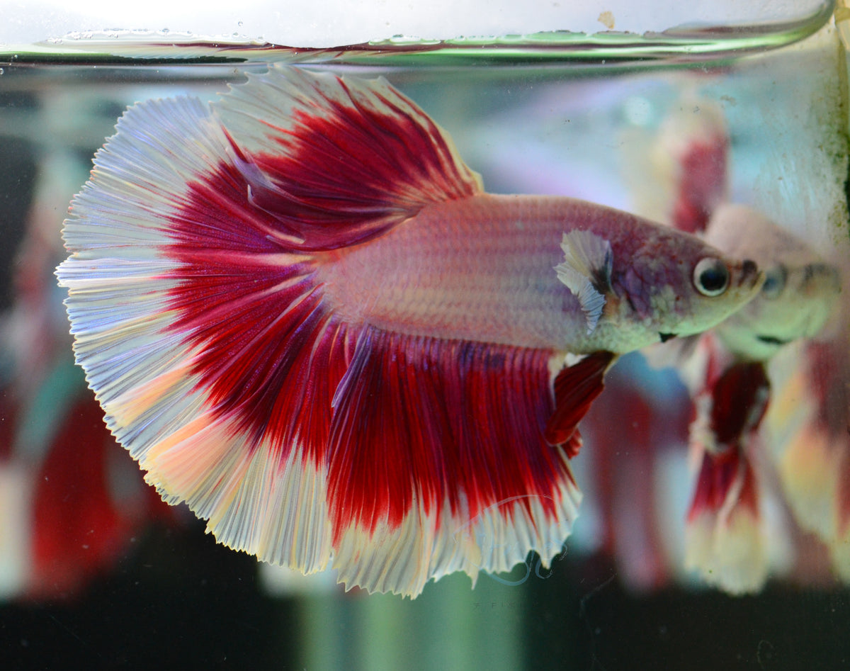 Pink Purple Butterfly Halfmoon Maale
