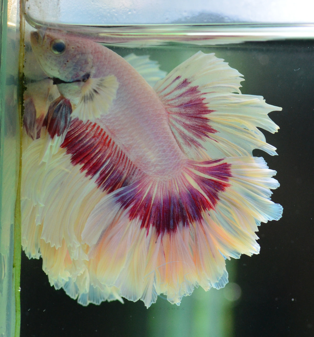 Purple Butterfly Rosetail Male