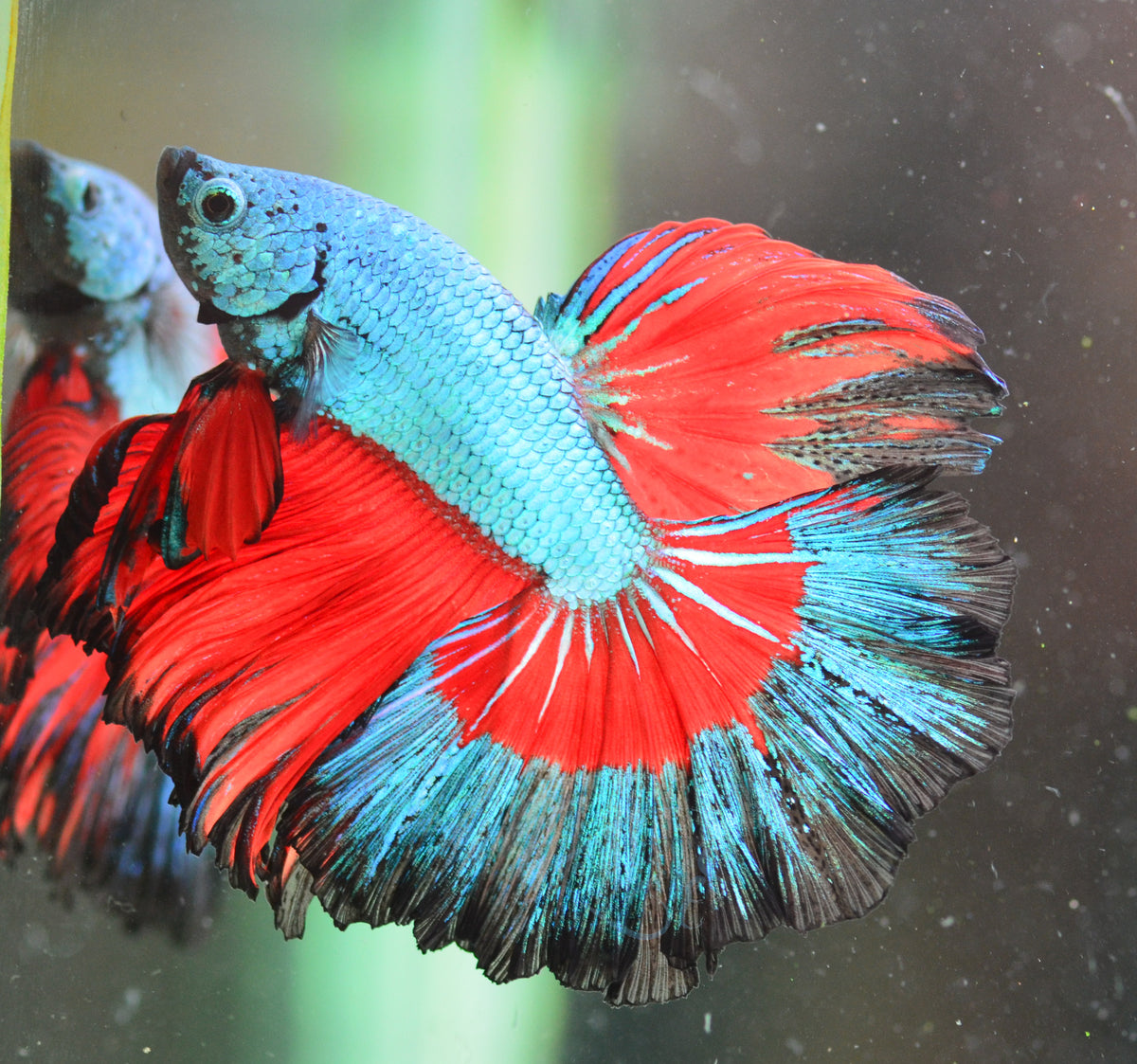 Turquoise Butterfly Halfmoon Maale