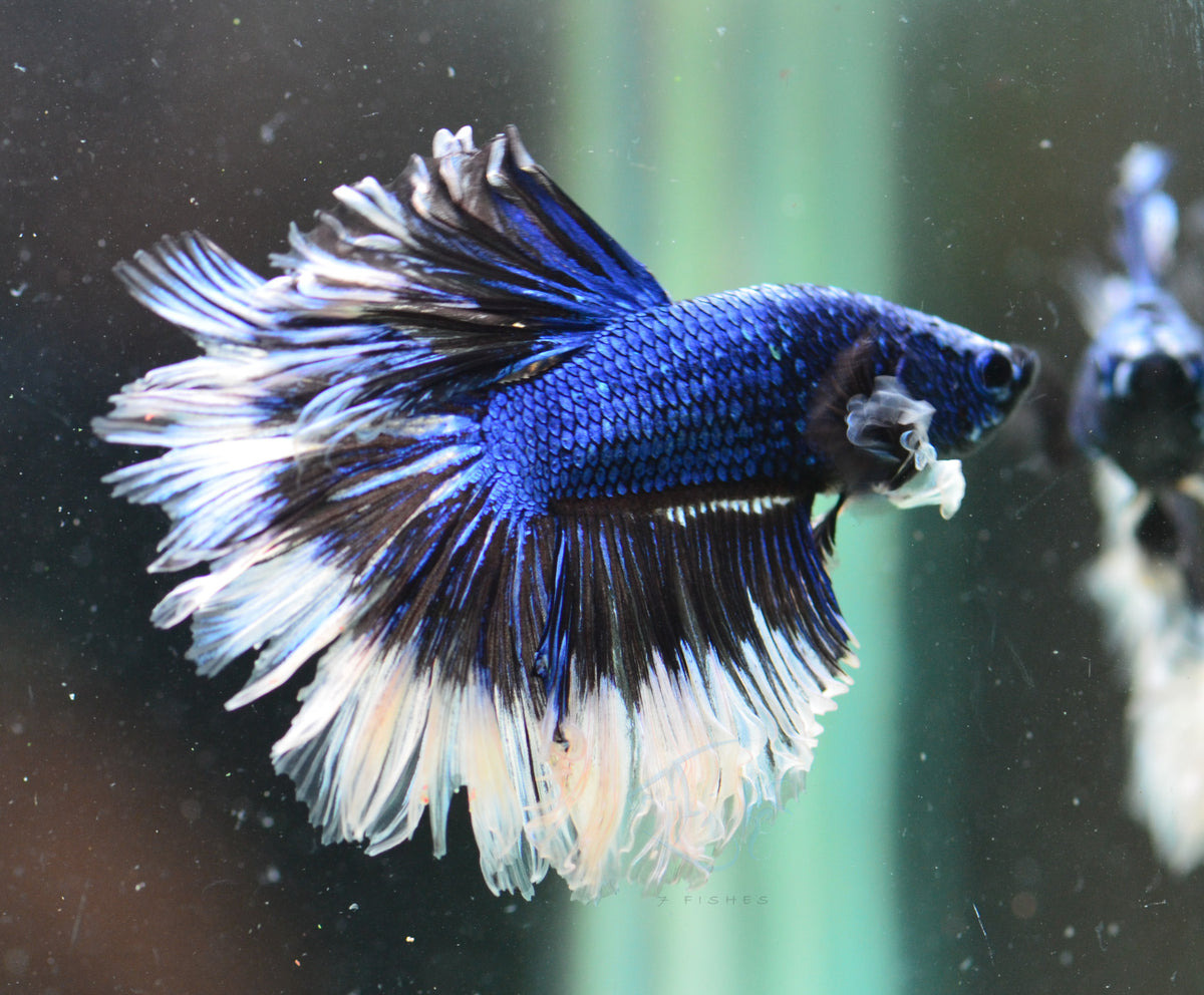 Blue Butterfly Rosetail Male