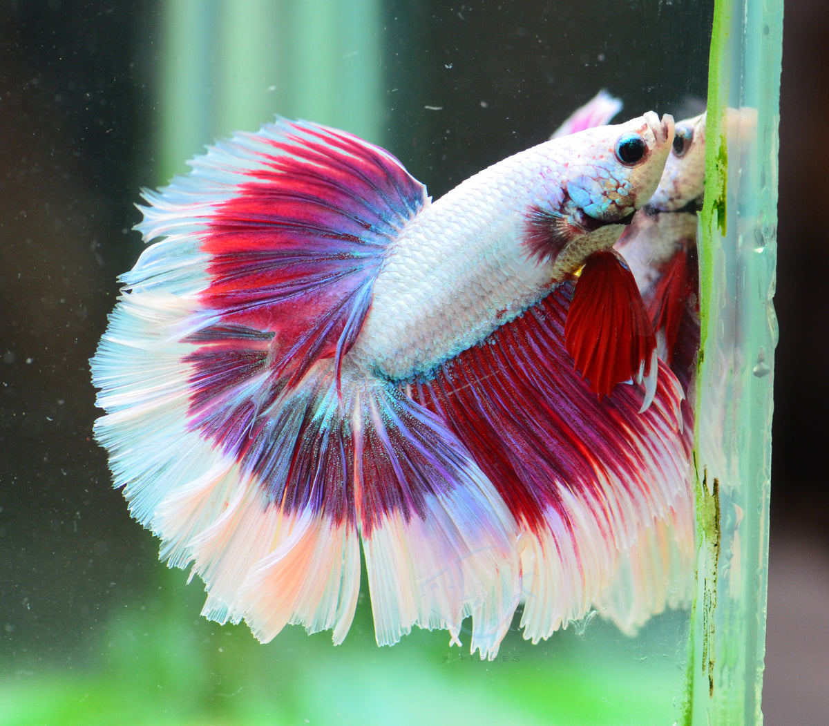 Purple Butterfly Rosetail Male