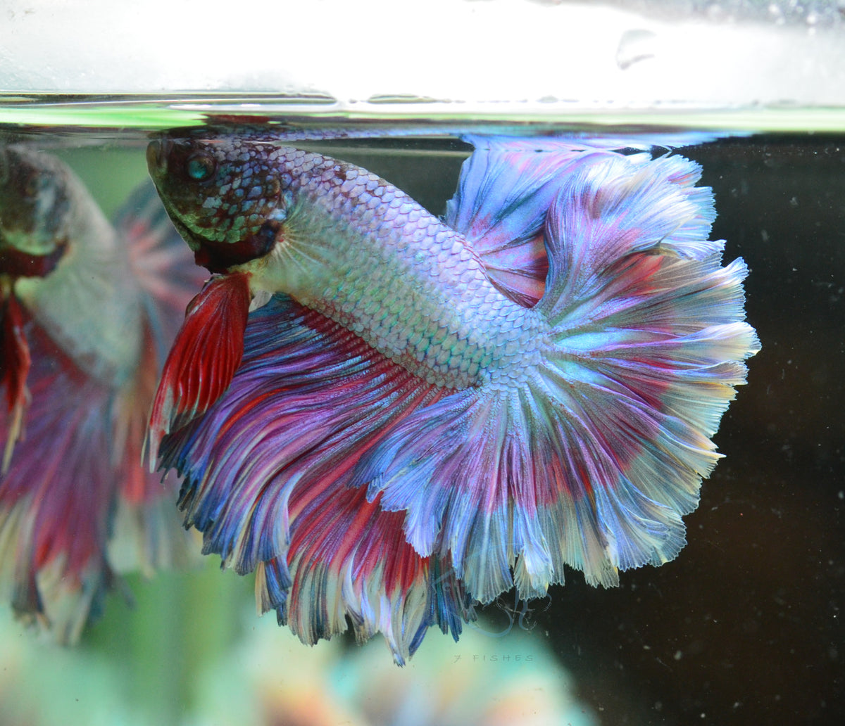 Turquoise Purple Butterfly Rosetail Male