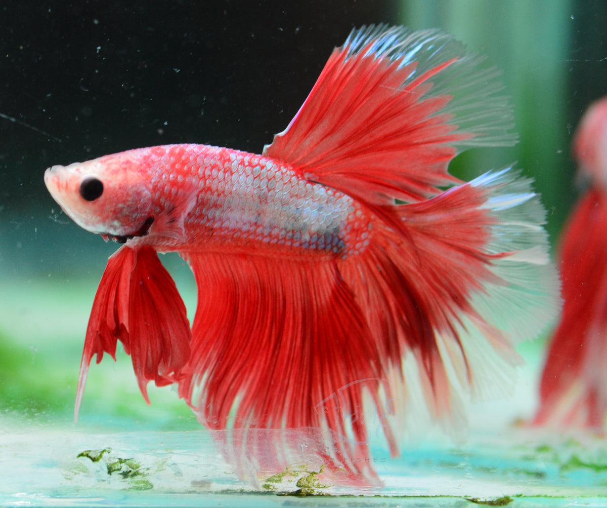 Orange Dragonscale Butterfly Rosetail Male