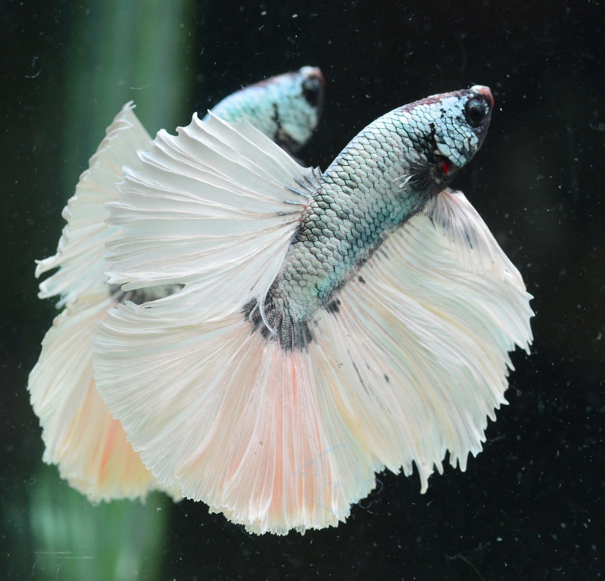 Platinum Copper Halfmoon Male