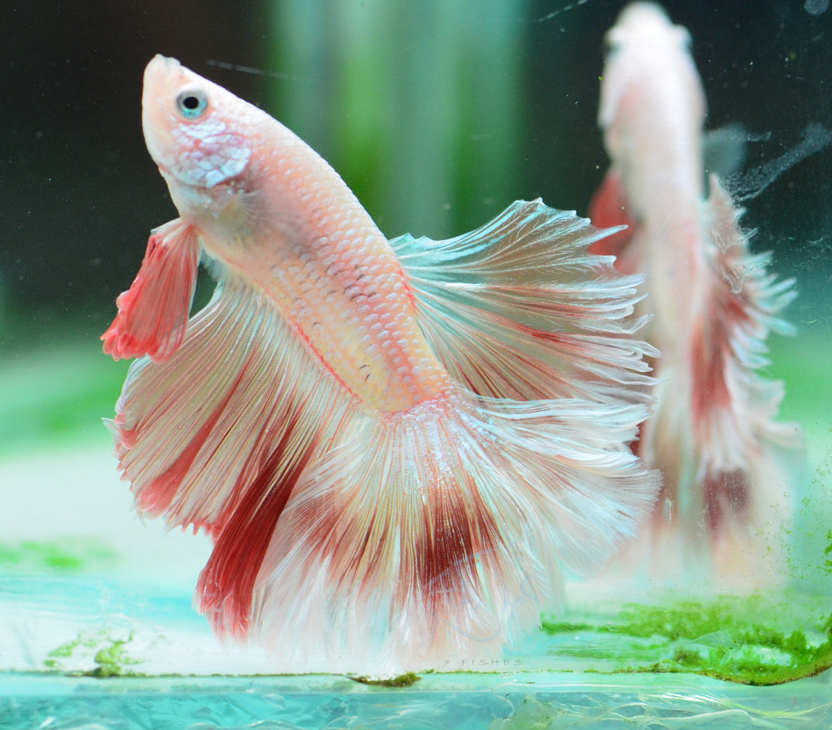 Platinum Red Rosetail Male