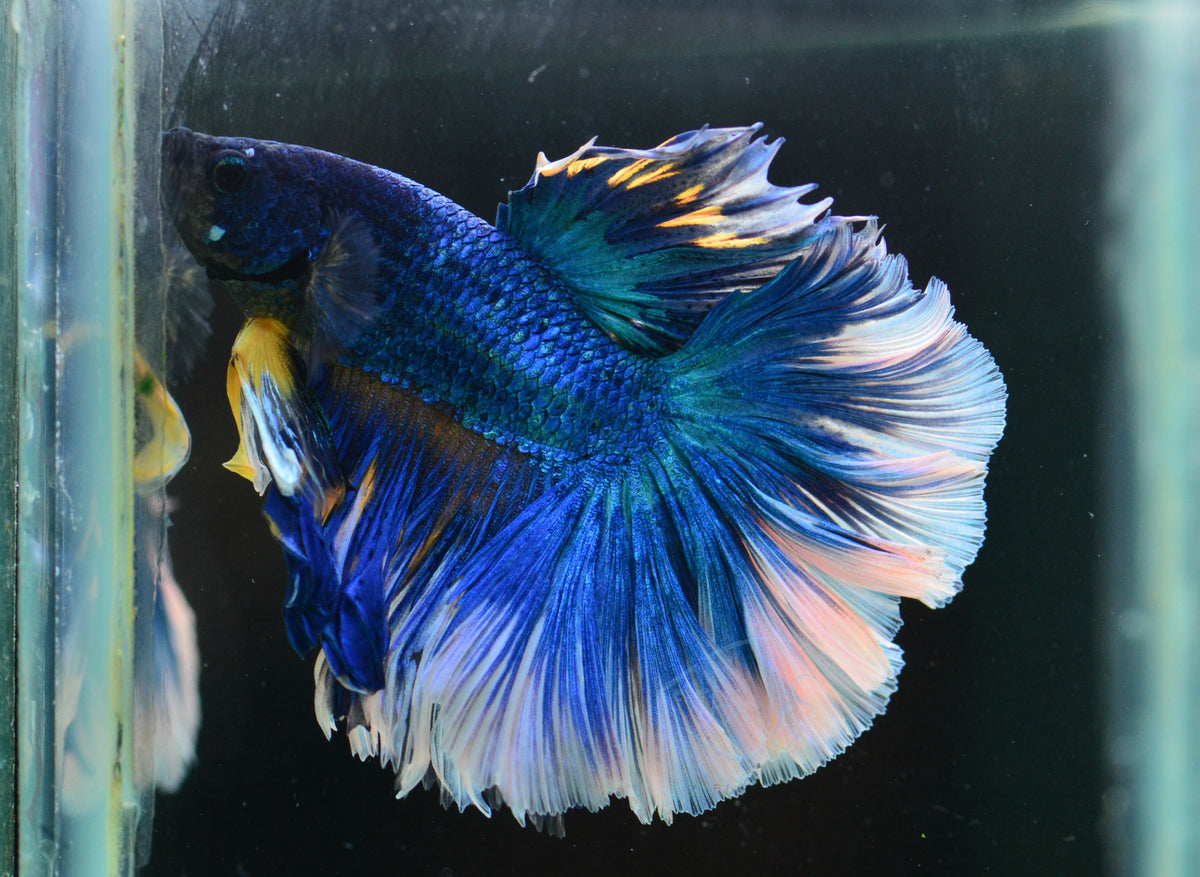 Blue Rosetail Male