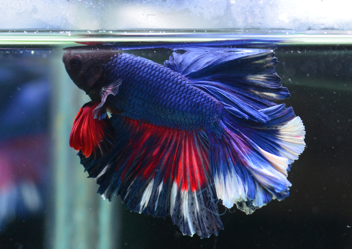 Blue Purple Rosetail Male