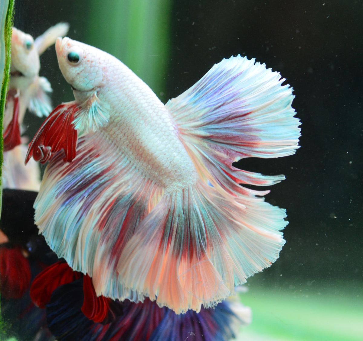 Snow Purple Rosetail Male