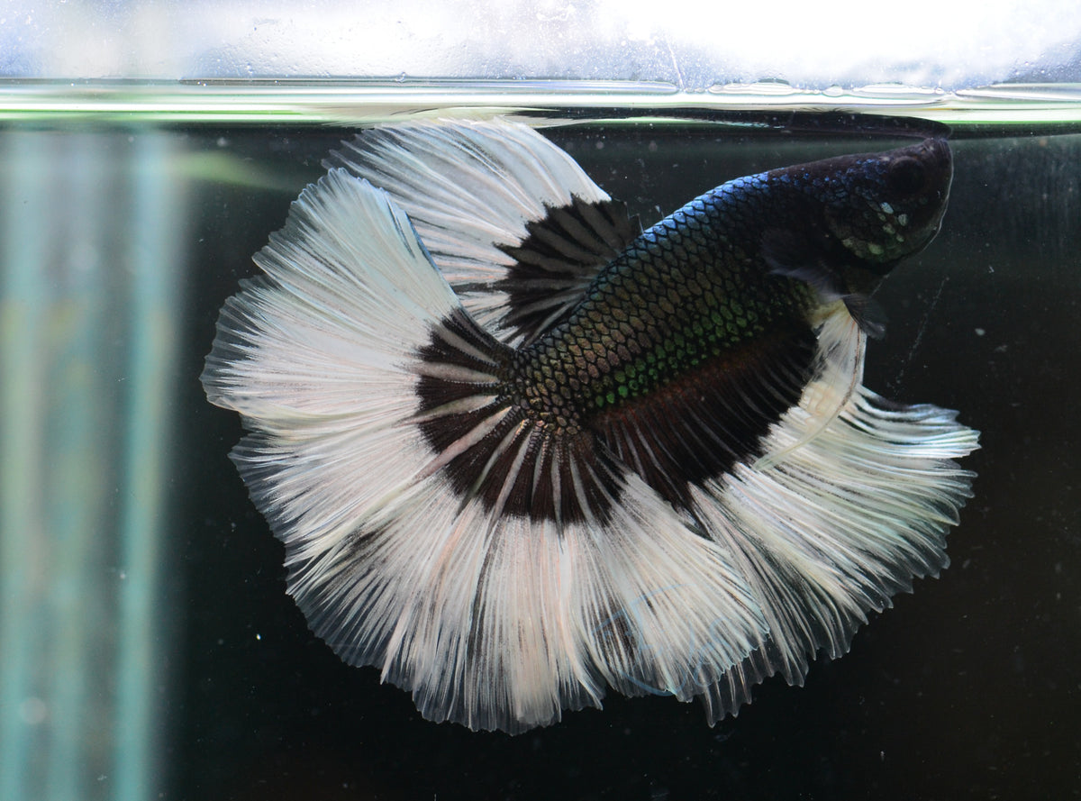 Black Butterfly Halfmoon Male
