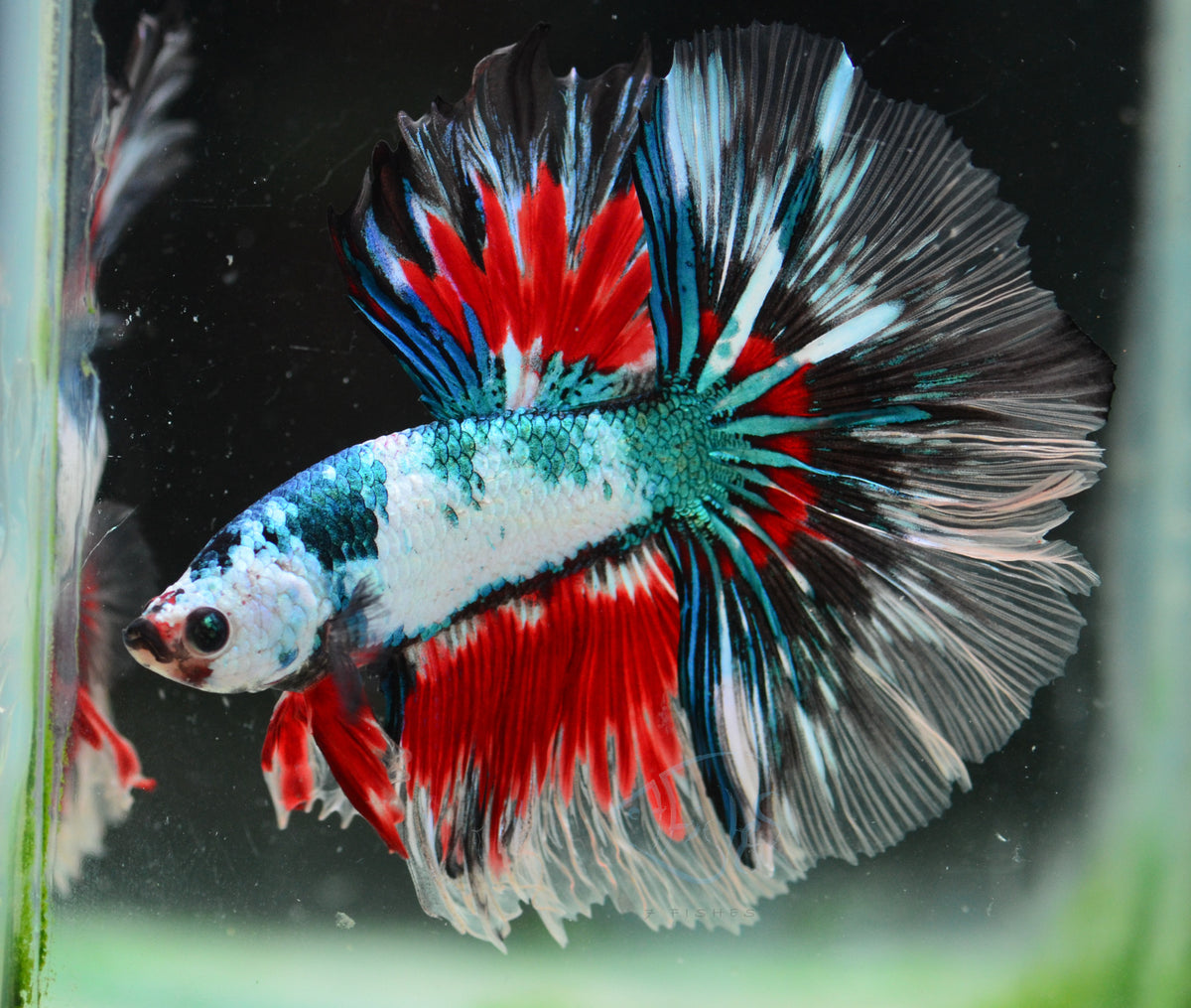 Turquoise Fancy Halfmoon Male