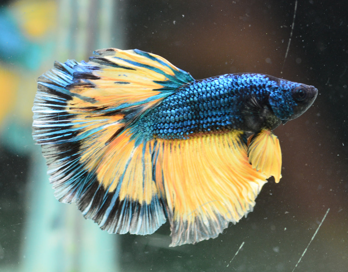 Mustard Halfmoon Male