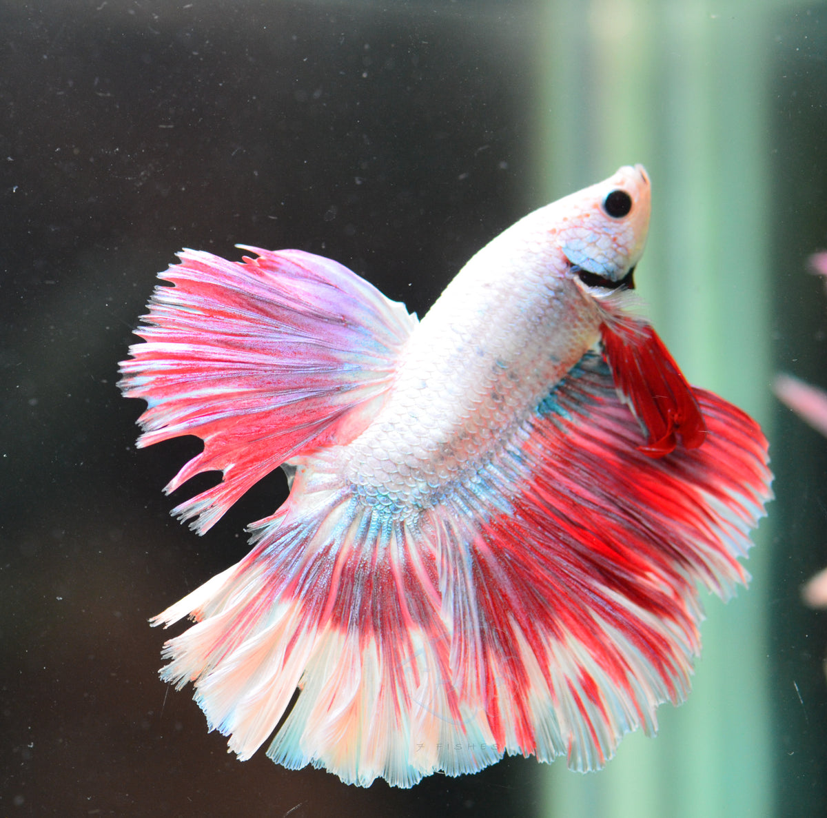 Iridescent Pink Butterfly Halfmoon Male