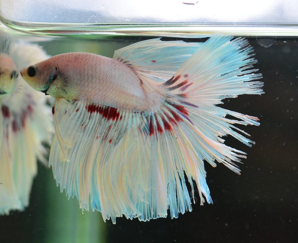 Purple Butterfly Halfmoon Male