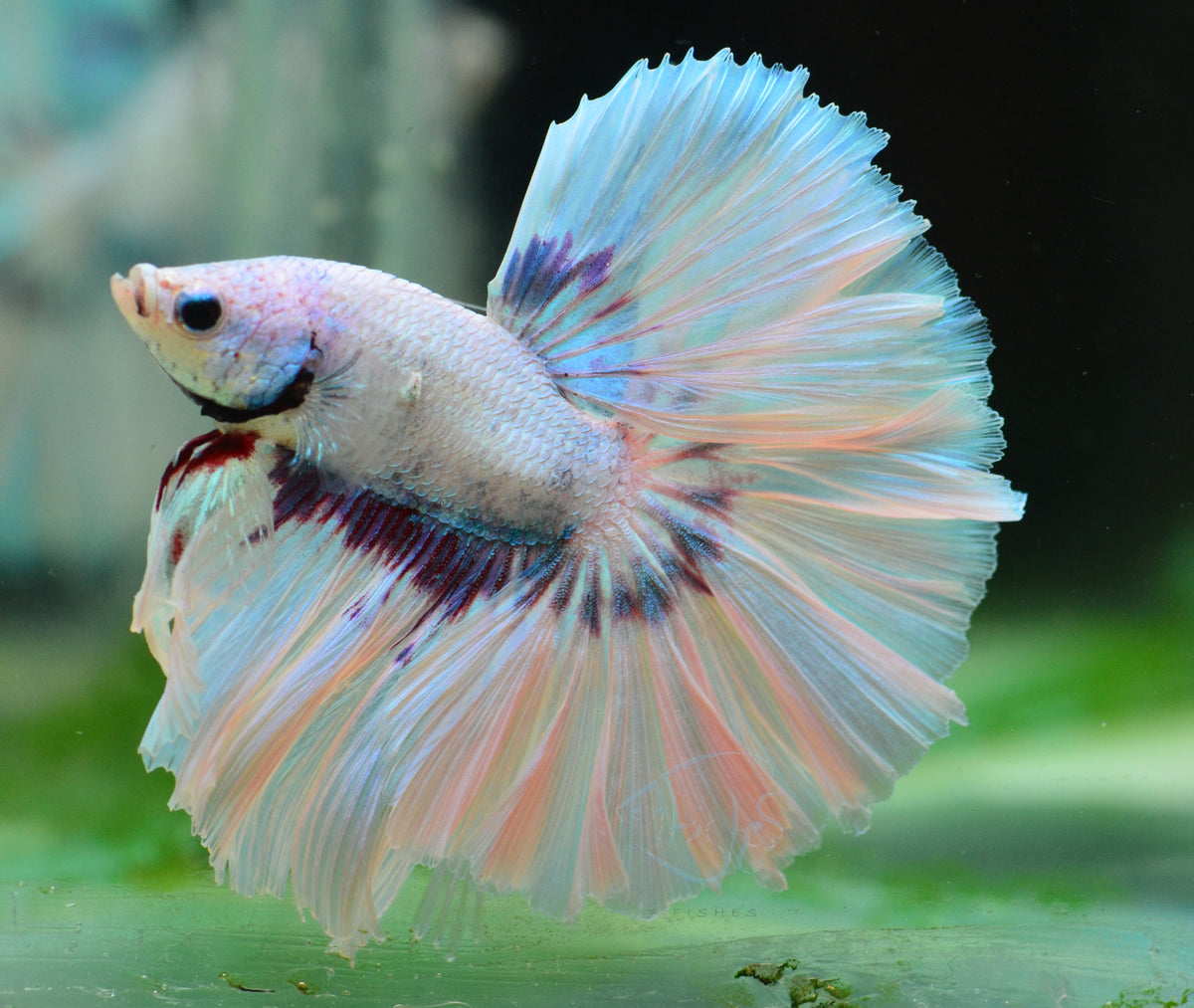 Purple Butterfly Halfmoon Male