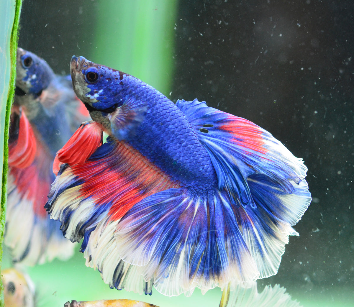 Pastel Marble Rosetail Male