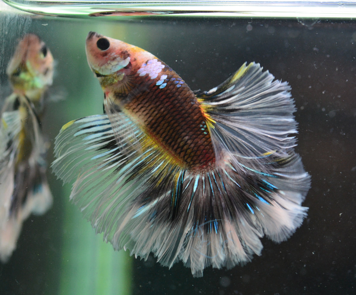Black Lace Rosetail Male