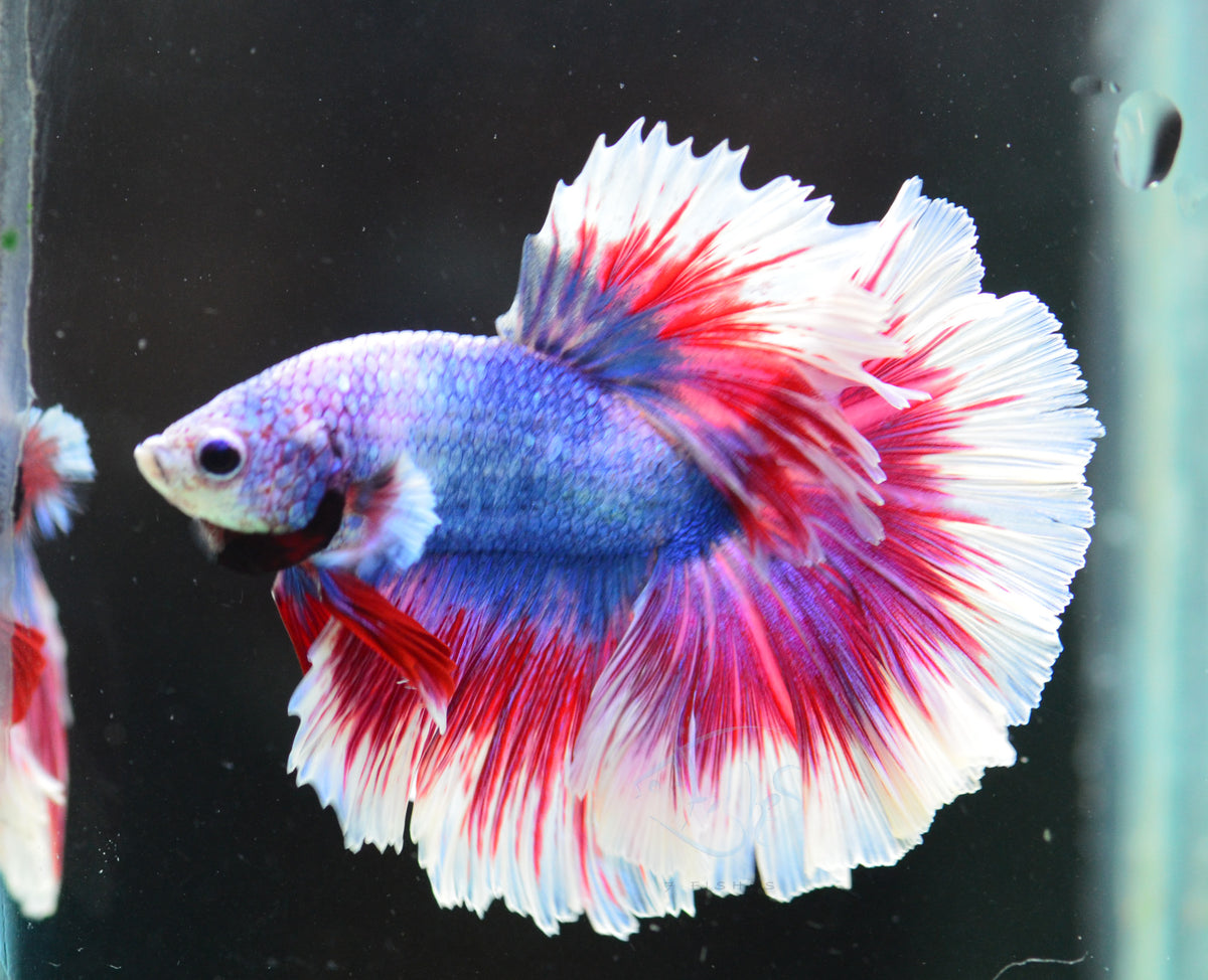 Pastel Marble Rosetail Male
