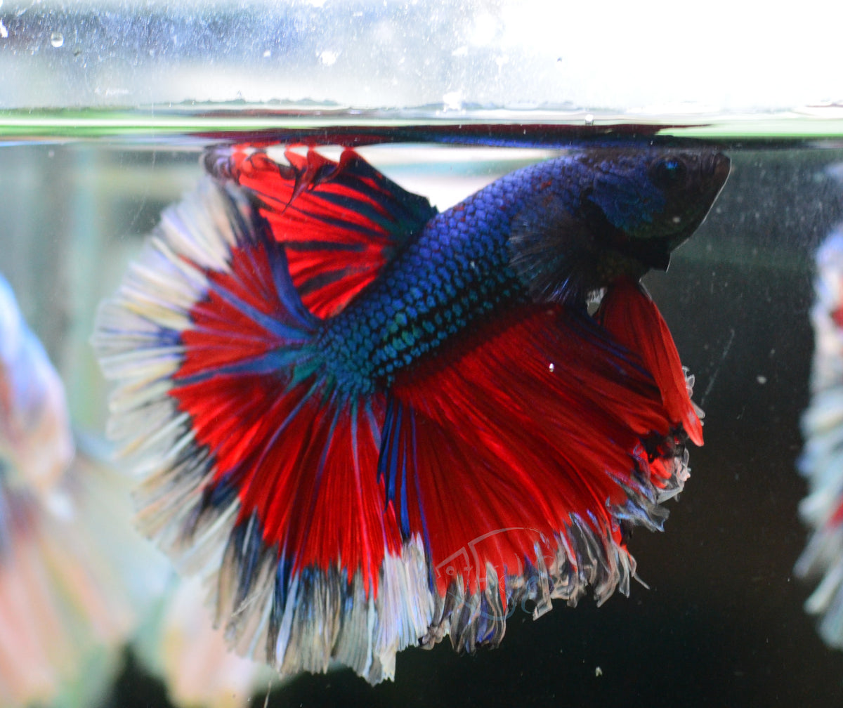 Turquoise Butterfly Rosetail Male