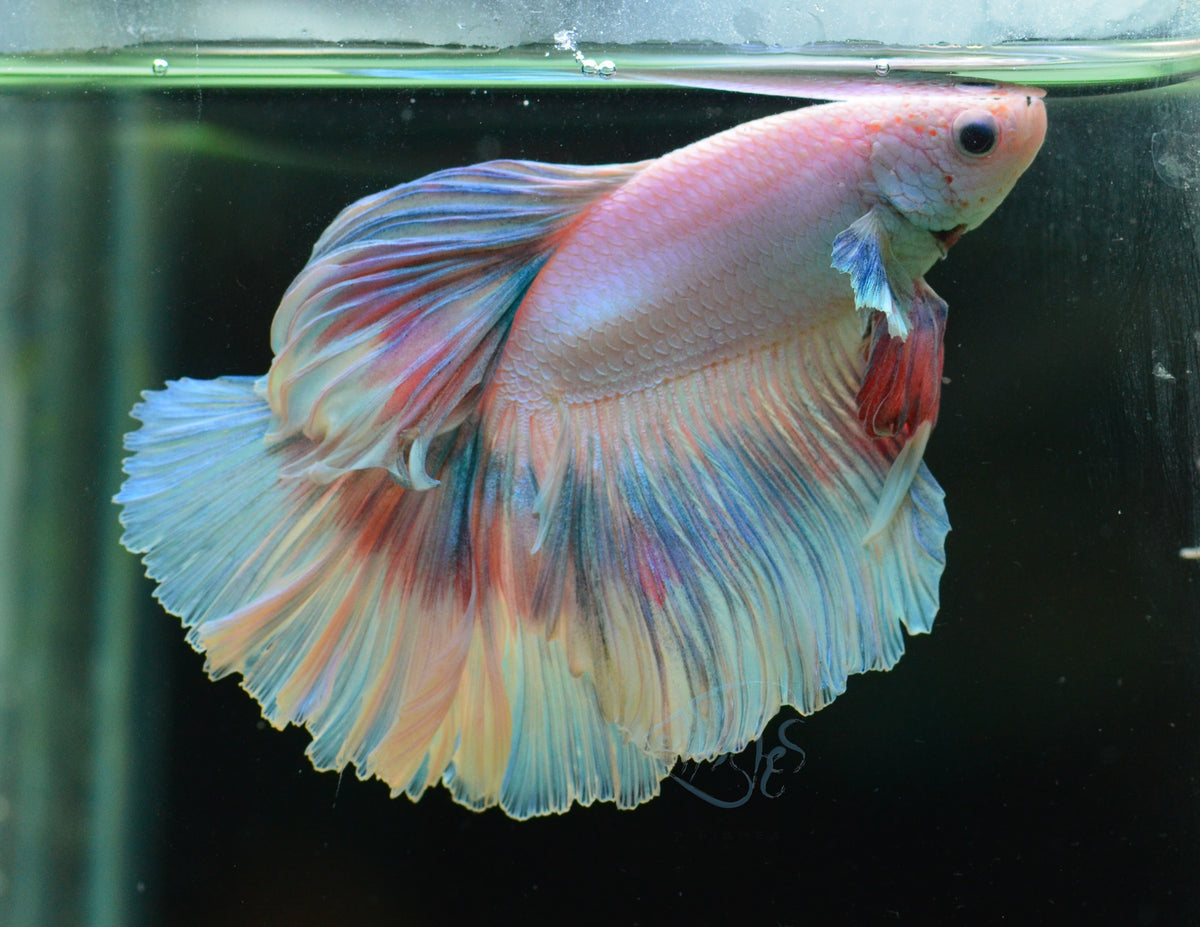 Snow Purple Rosetail Male