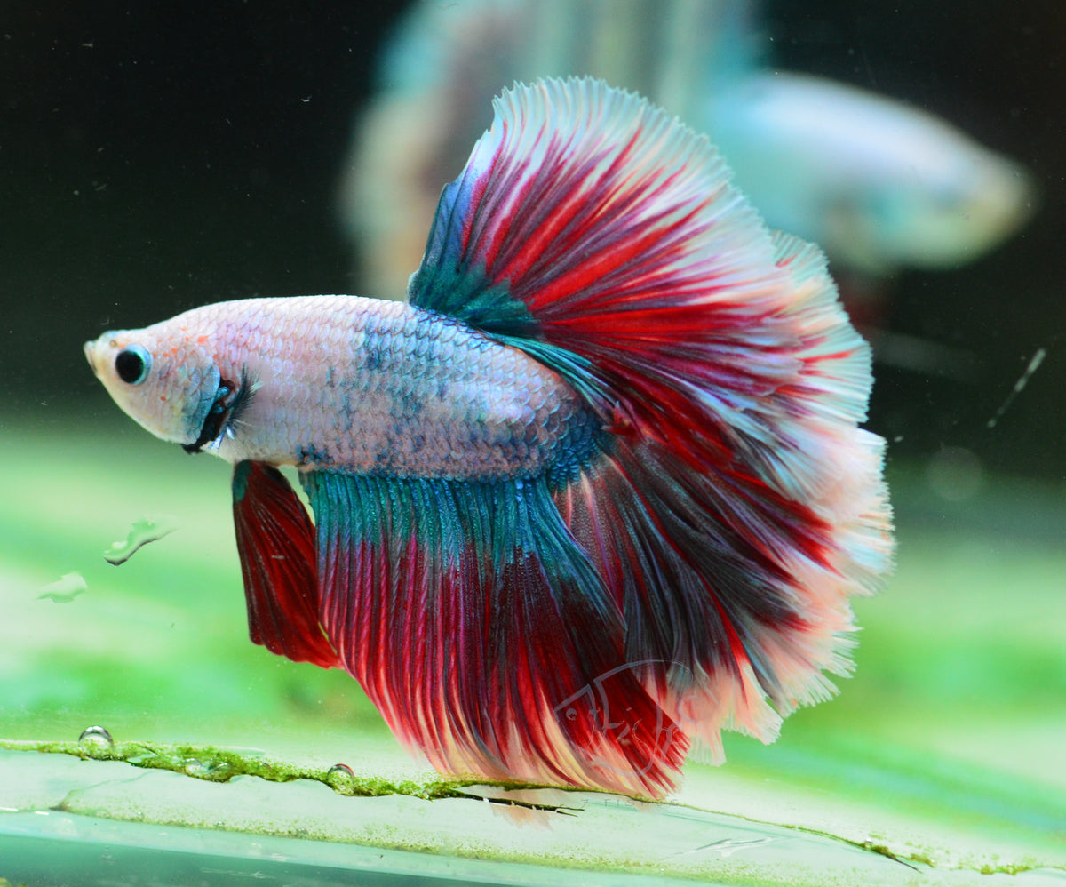 Cambodian Rosetail Male