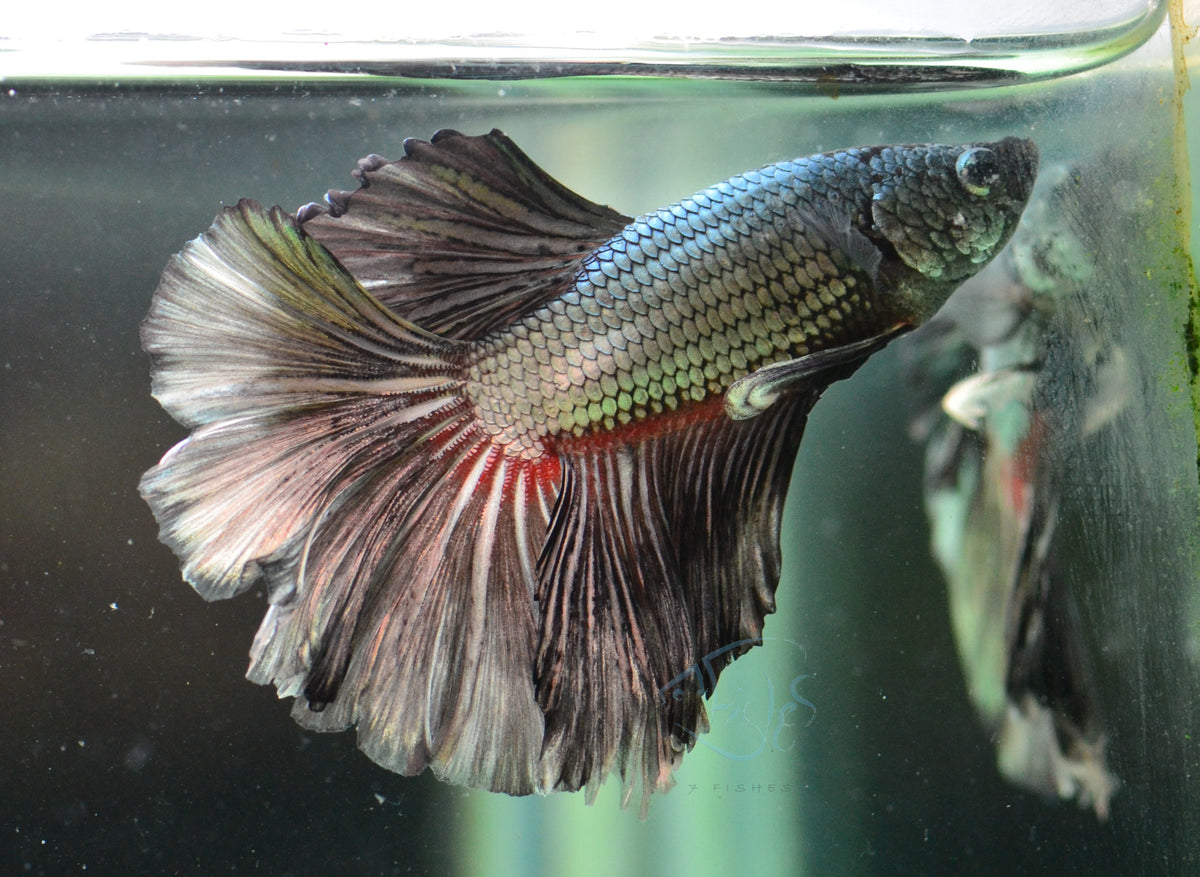 Copper Black Rosetail Male