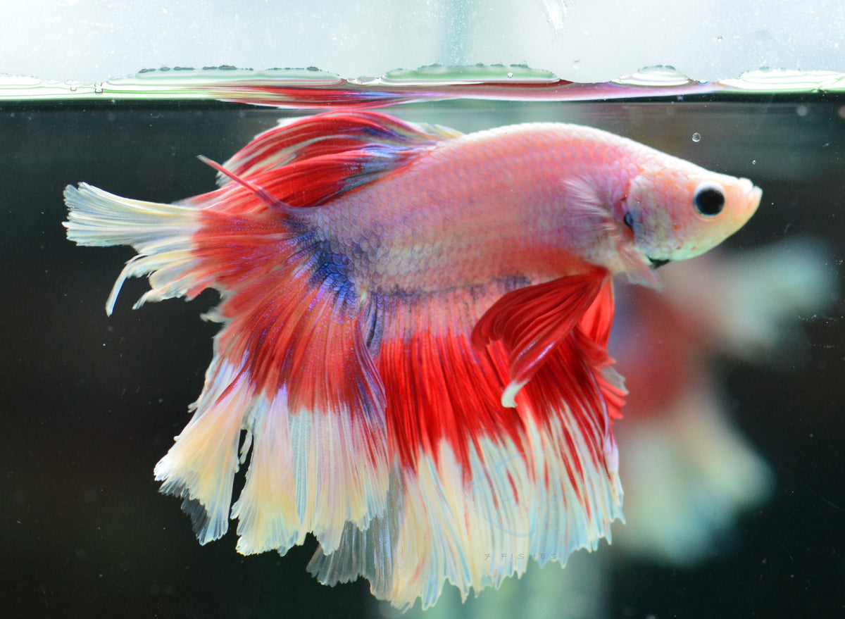 Pastel Butterfly Rosetail Male