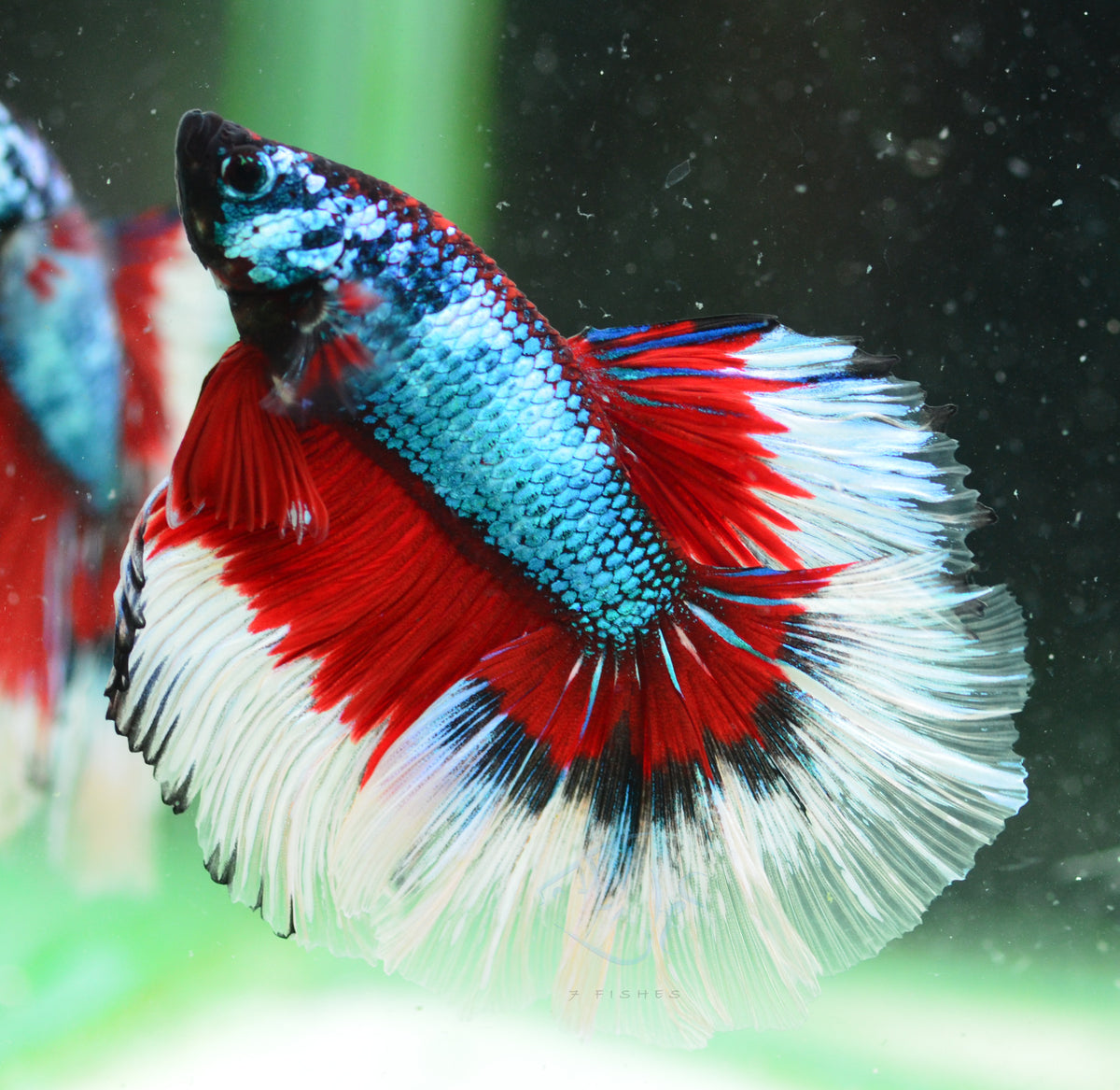 Fancy Butterfly Halfmoon Male