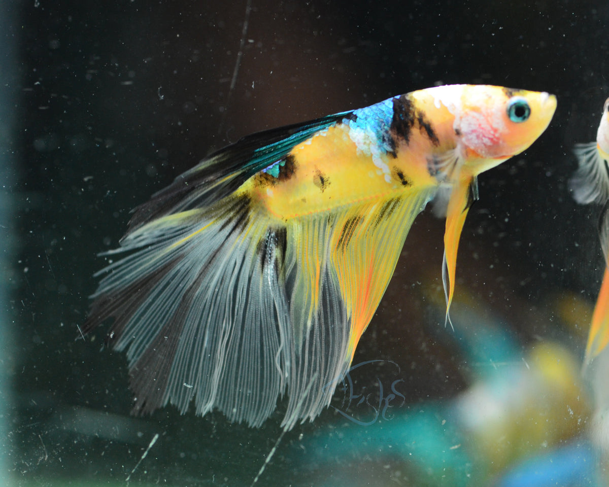 Yellow Galaxy Delta-tail Male