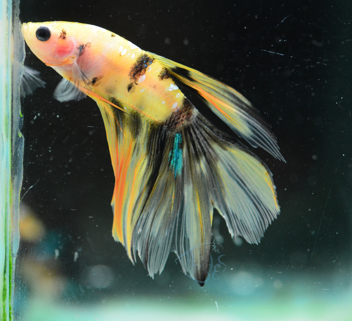 Yellow Galaxy Delta-tail Male
