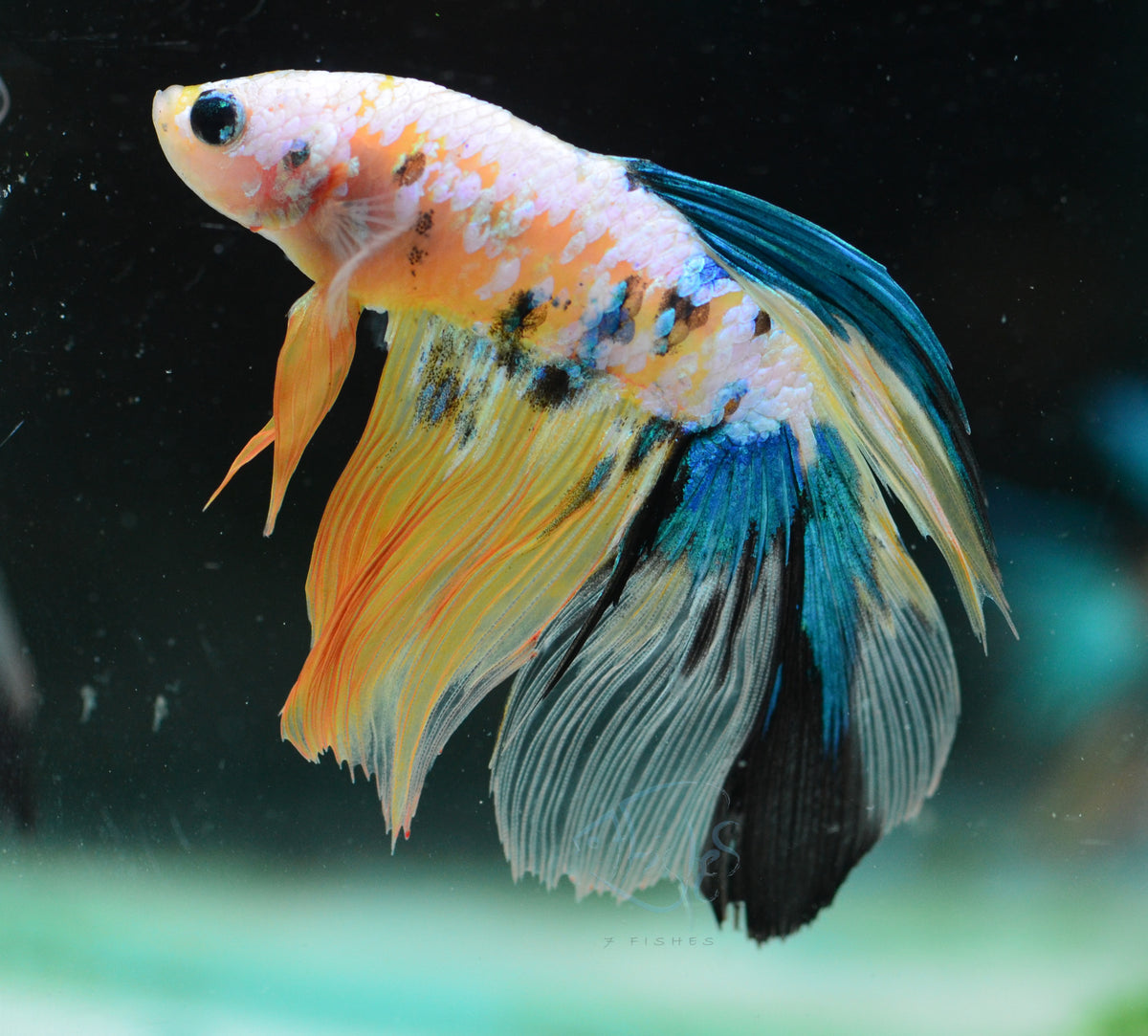Yellow Galaxy Delta-tail Male