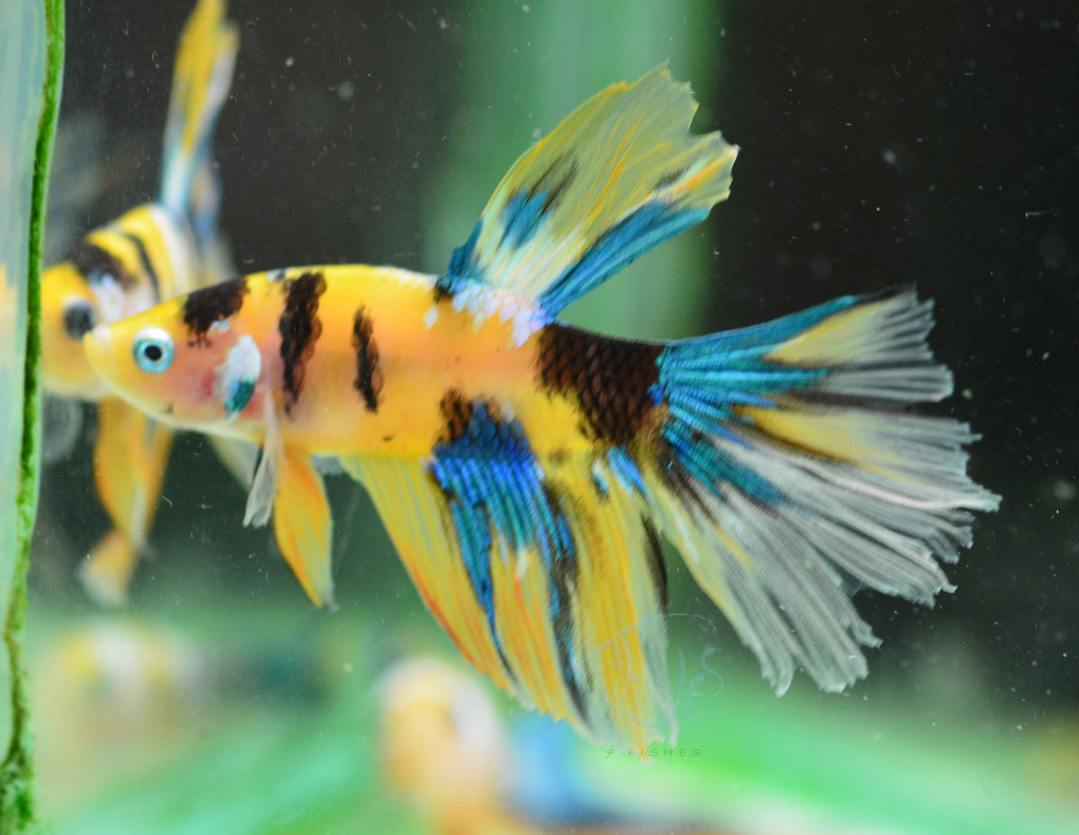 Yellow Galaxy Delta-tail Male