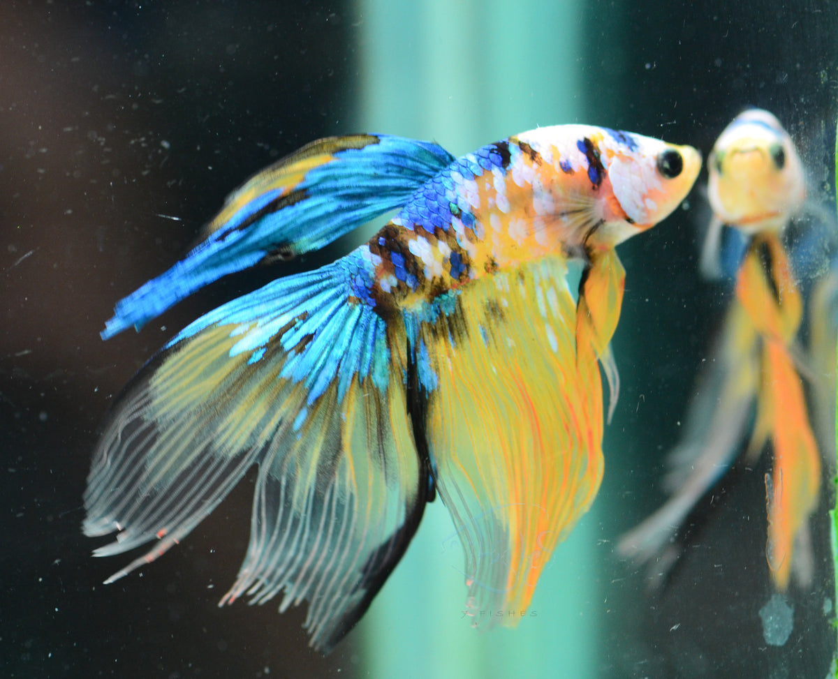 Yellow Galaxy Delta-tail Male