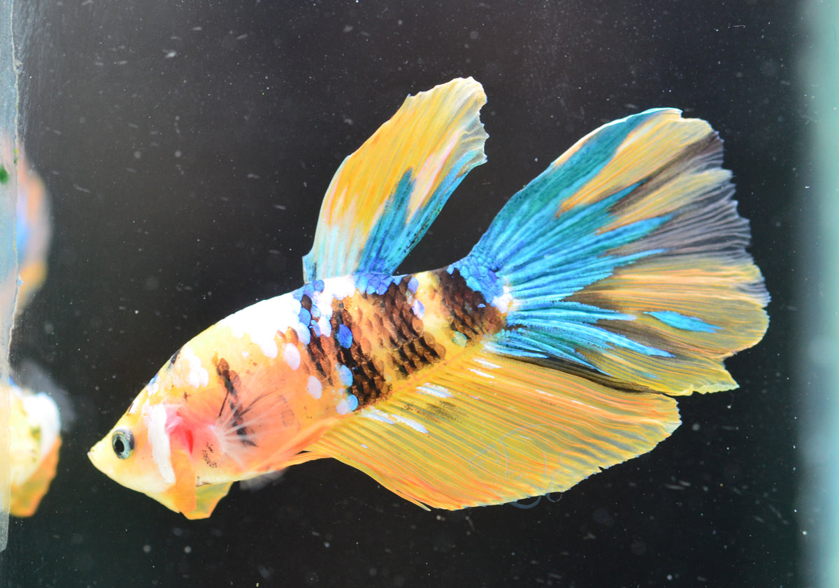 Yellow Galaxy Delta-tail Male