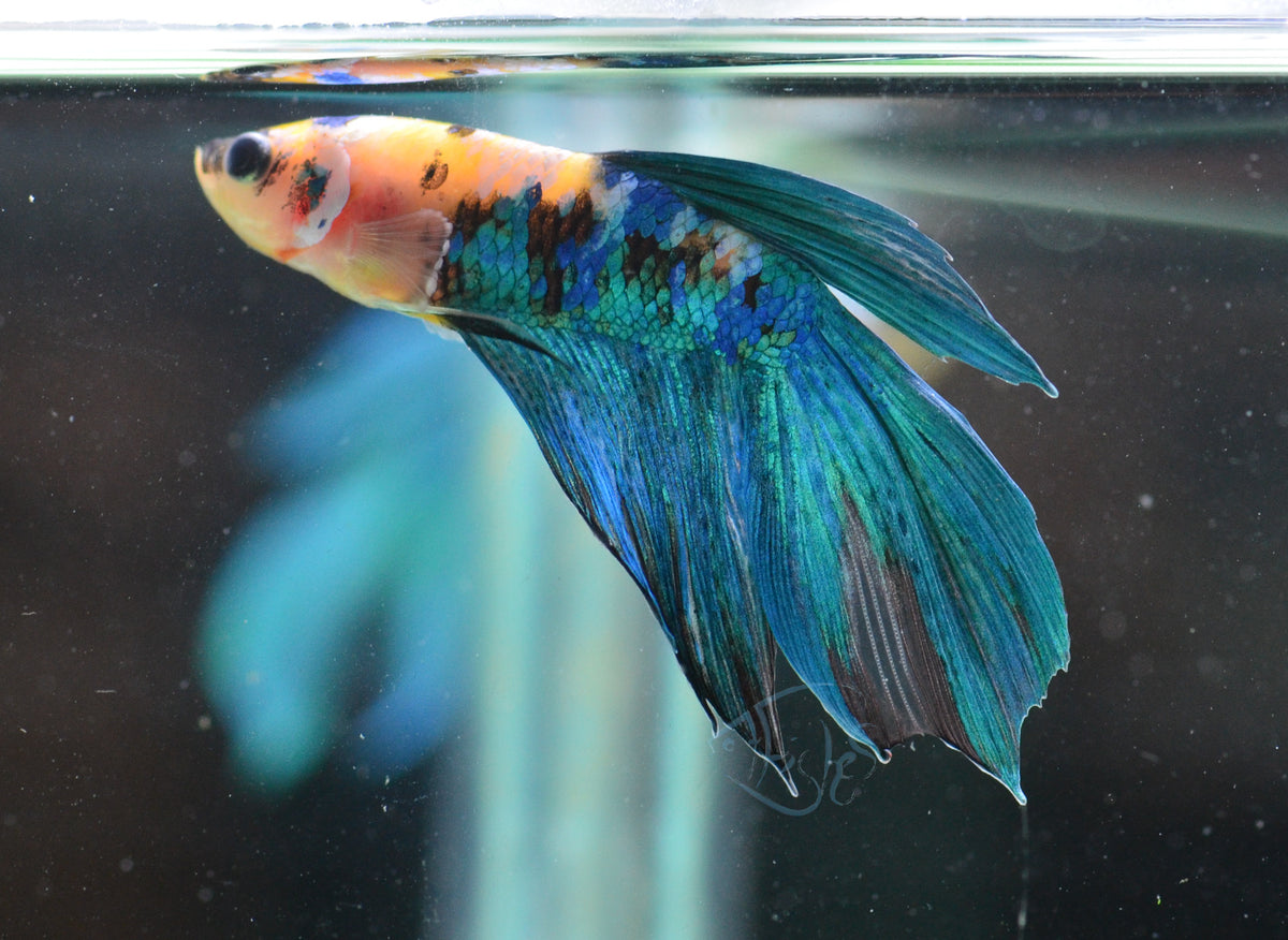 Yellow Galaxy Delta-tail Male