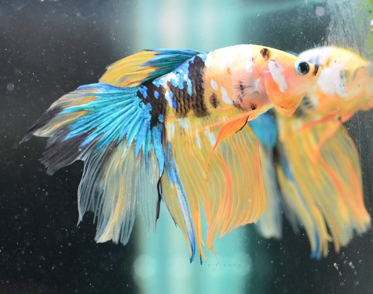 Yellow Galaxy Delta-tail Male