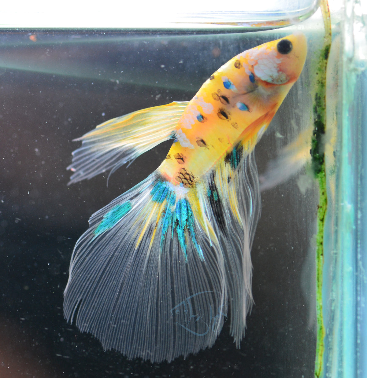 Yellow Galaxy Delta-tail Male
