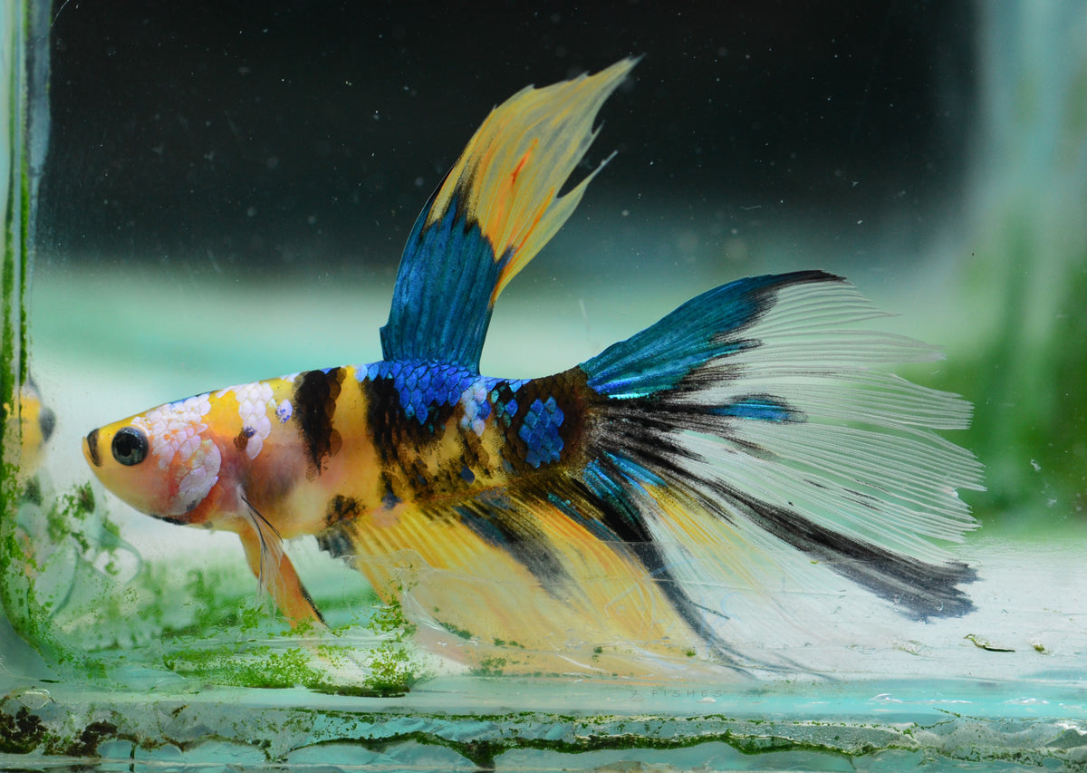 Yellow Galaxy Delta-tail Male