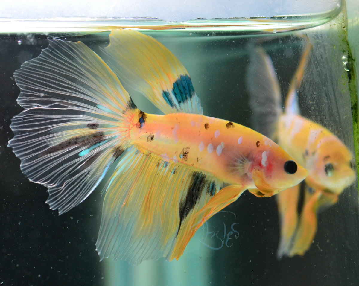 Yellow Galaxy Delta-tail Male