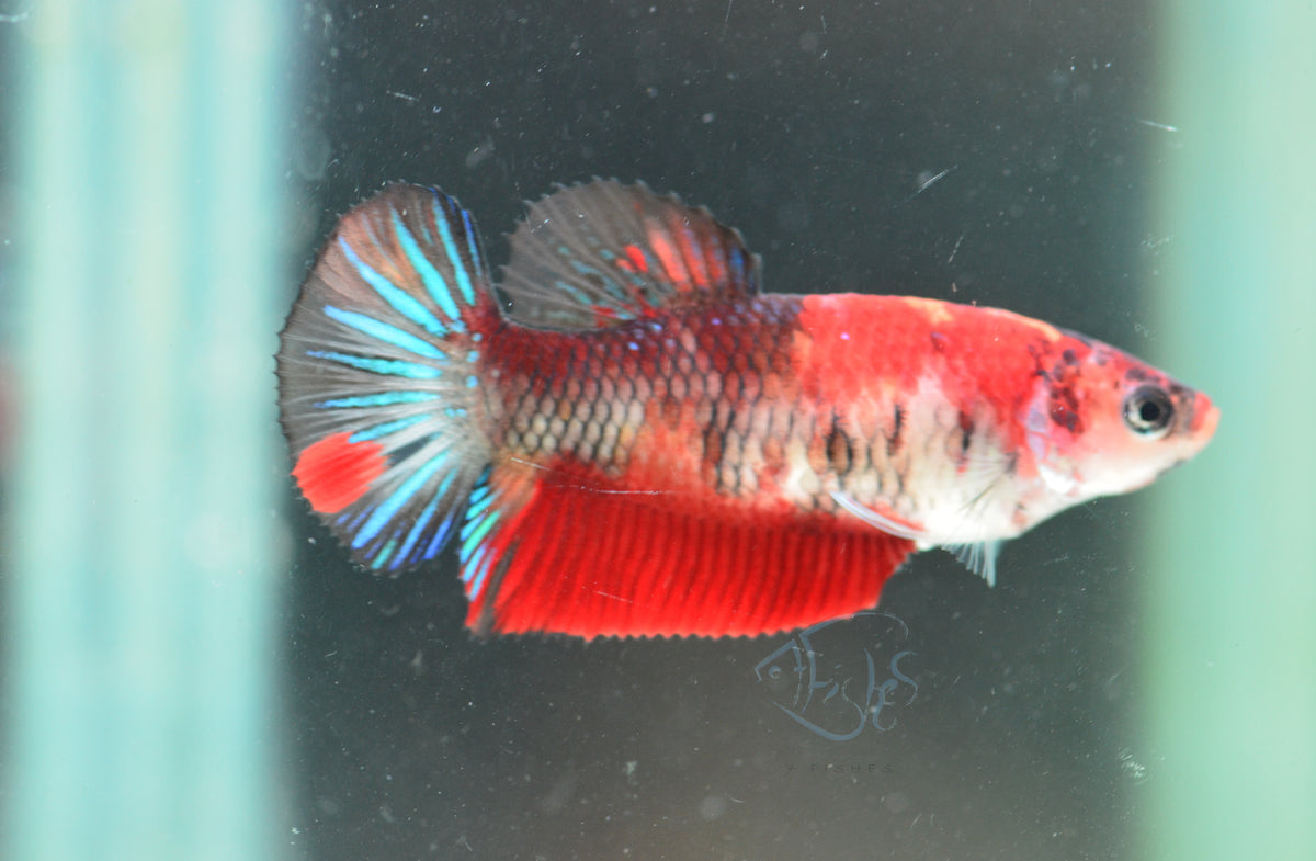 Red Koi HMPK Female