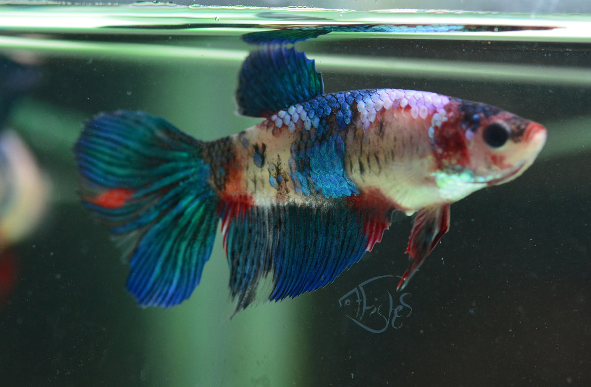 Red Galaxy HMPK Female