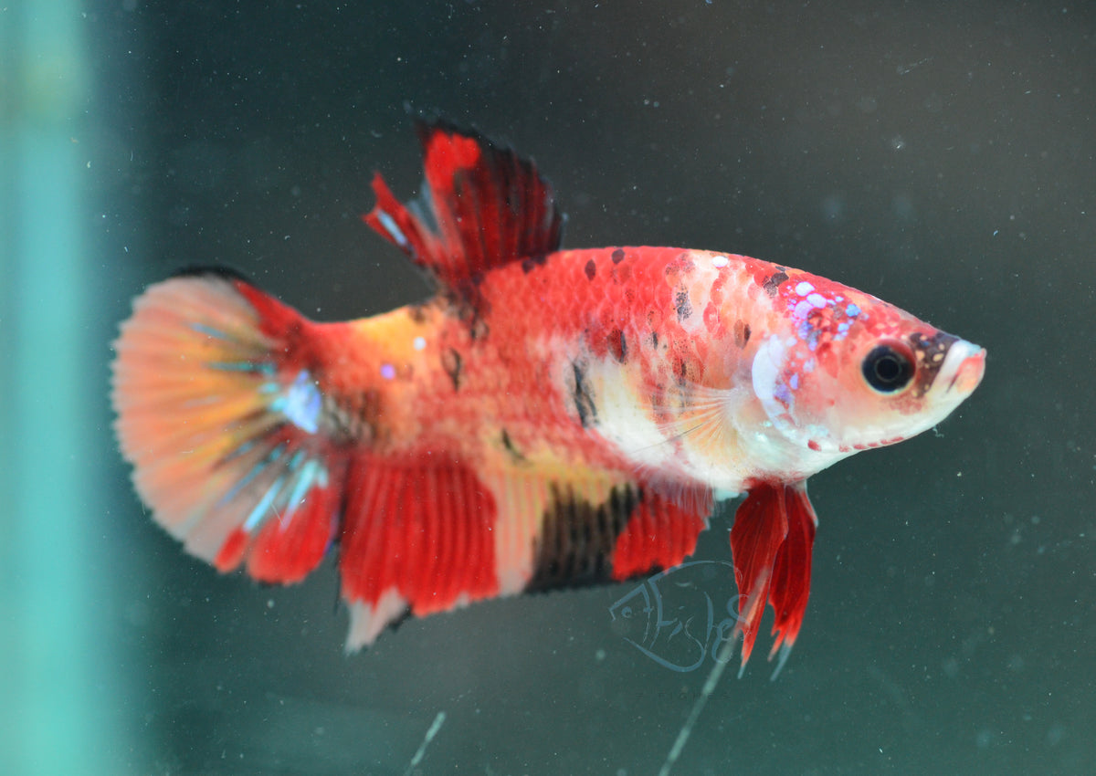 Nemo HMPK Female