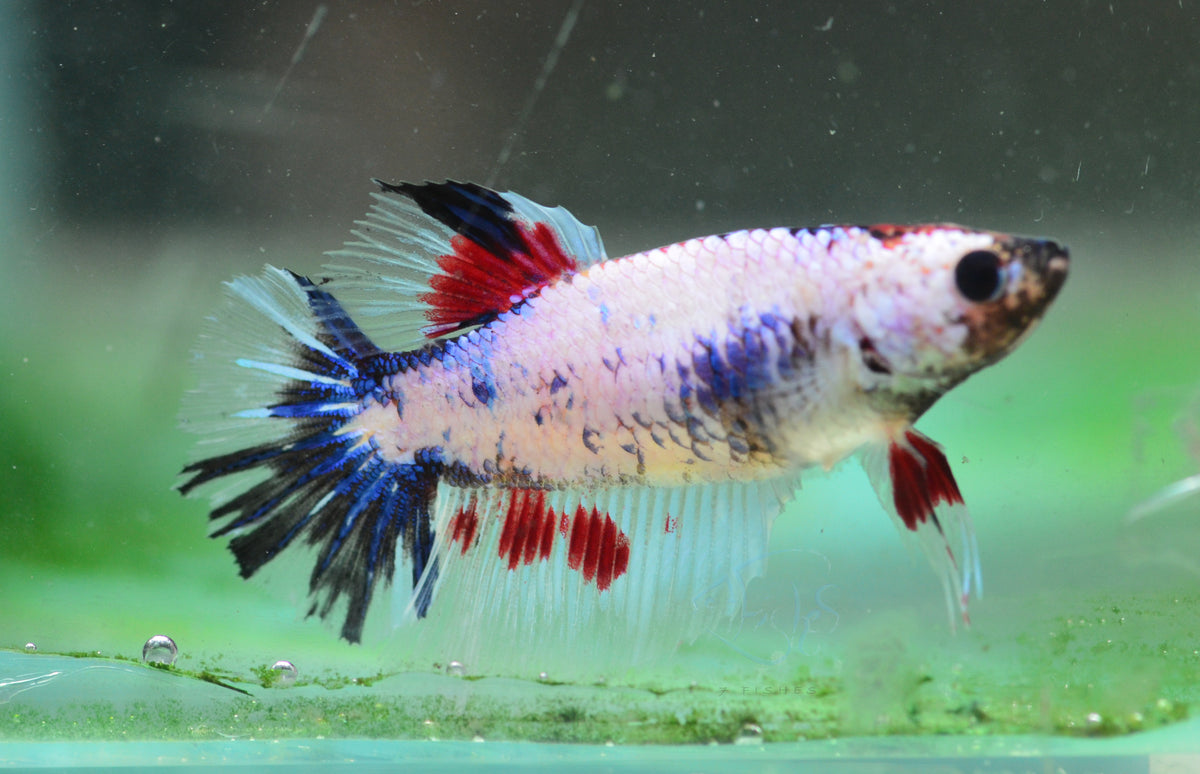 Fancy Halfmoon Female